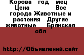 Корова 1 год 4 мец › Цена ­ 27 000 - Все города Животные и растения » Другие животные   . Брянская обл.